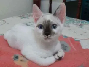 Gato raça SRD idade 2 a 6 meses nome Pitoquinho