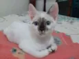 Pitoquinho