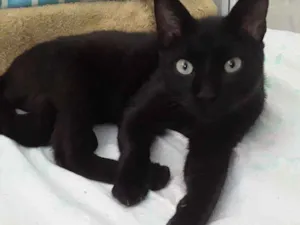 Gato raça Siamês  idade 3 anos nome Jubileu