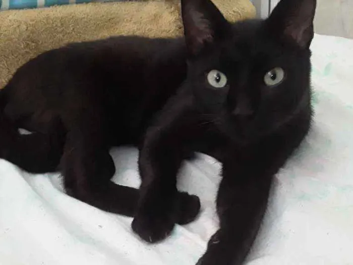 Gato ra a Siamês  idade 3 anos nome Jubileu