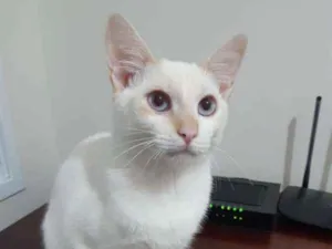 Gato raça SRD idade 7 a 11 meses nome Melão