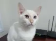 Melão