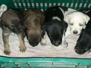 Cachorro raça SRD idade Abaixo de 2 meses nome Filhotes Sthefany