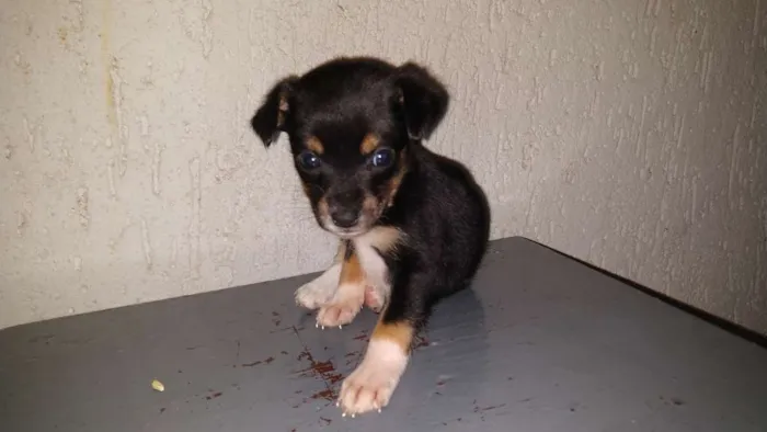 Cachorro raça Indeterminada idade Abaixo de 2 meses nome Sem nome filhotes