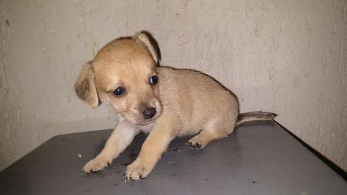 Cachorro raça Indeterminada idade Abaixo de 2 meses nome Sem nome filhotes