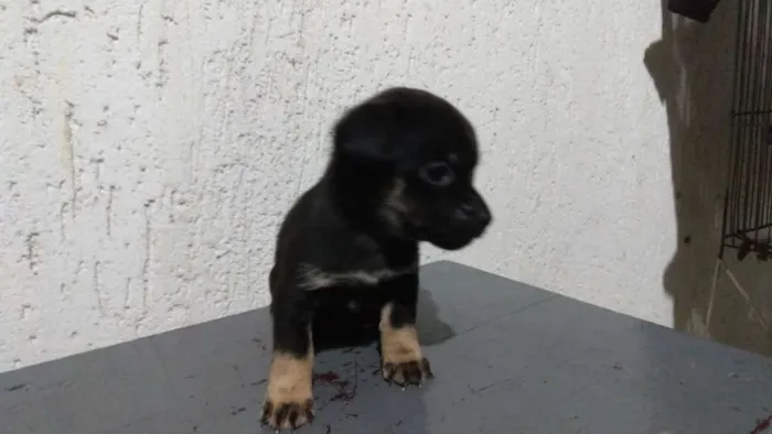 Cachorro raça Indeterminada idade Abaixo de 2 meses nome Sem nome filhotes