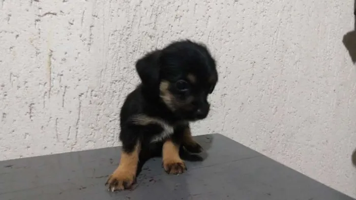 Cachorro raça Indeterminada idade Abaixo de 2 meses nome Sem nome filhotes