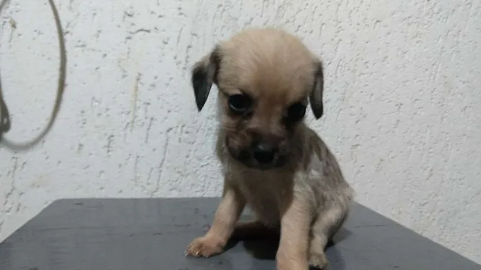 Cachorro raça Indeterminada idade Abaixo de 2 meses nome Sem nome filhotes
