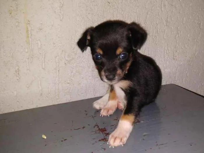 Cachorro raça Indeterminada idade Abaixo de 2 meses nome Sem nome filhotes