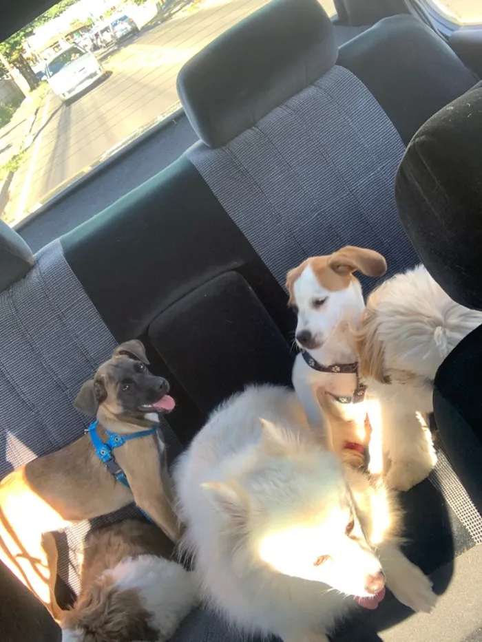 Cachorro ra a Mistura fox paulistinha com vl idade 2 a 6 meses nome Thor e Afrodite 