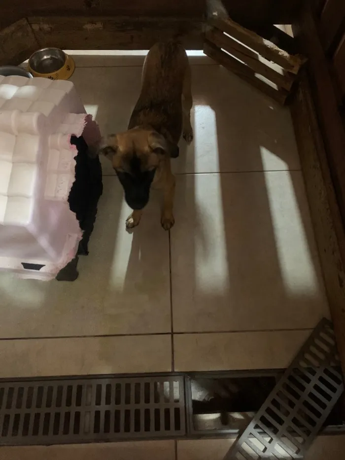 Cachorro ra a Mistura fox paulistinha com vl idade 2 a 6 meses nome Thor e Afrodite 