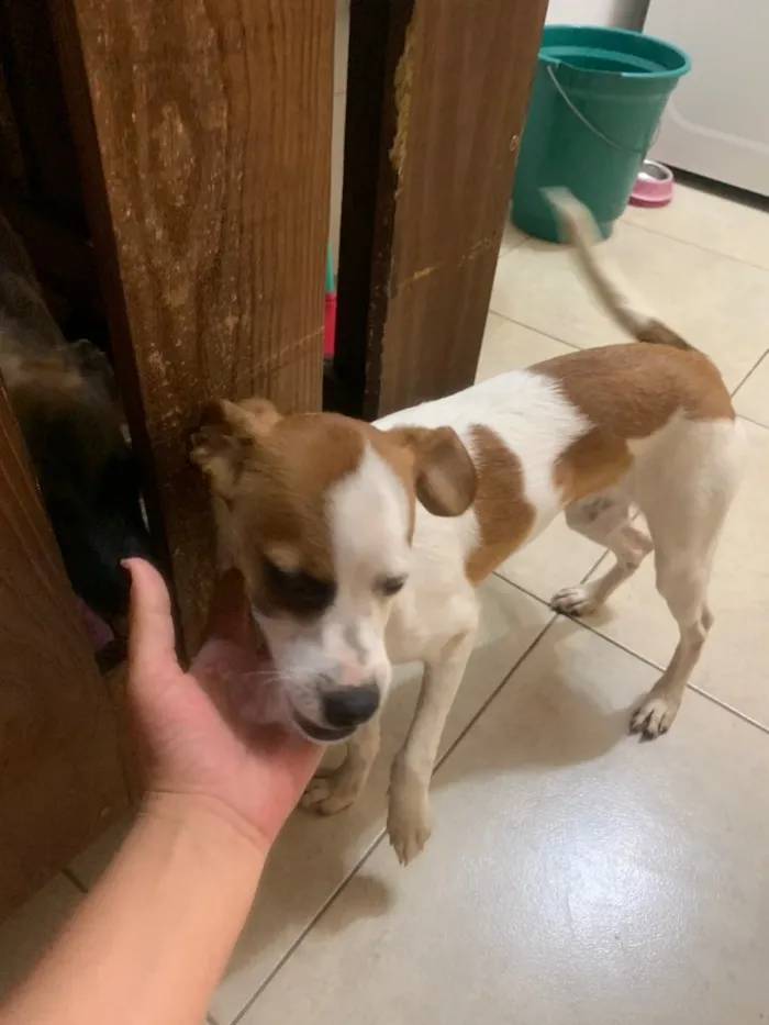 Cachorro ra a Mistura fox paulistinha com vl idade 2 a 6 meses nome Thor e Afrodite 