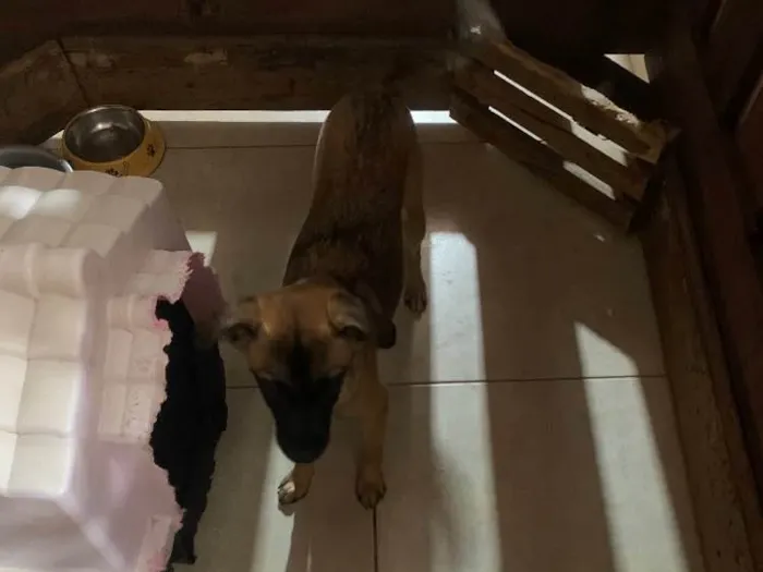 Cachorro ra a Mistura fox paulistinha com vl idade 2 a 6 meses nome Thor e Afrodite 