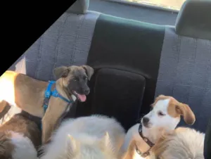 Cachorro raça Mistura fox paulistinha com vl idade 2 a 6 meses nome Thor e Afrodite 