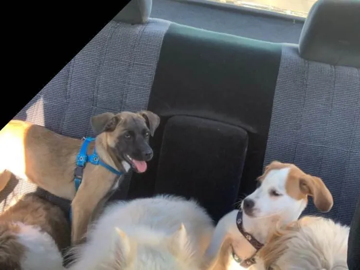 Cachorro ra a Mistura fox paulistinha com vl idade 2 a 6 meses nome Thor e Afrodite 