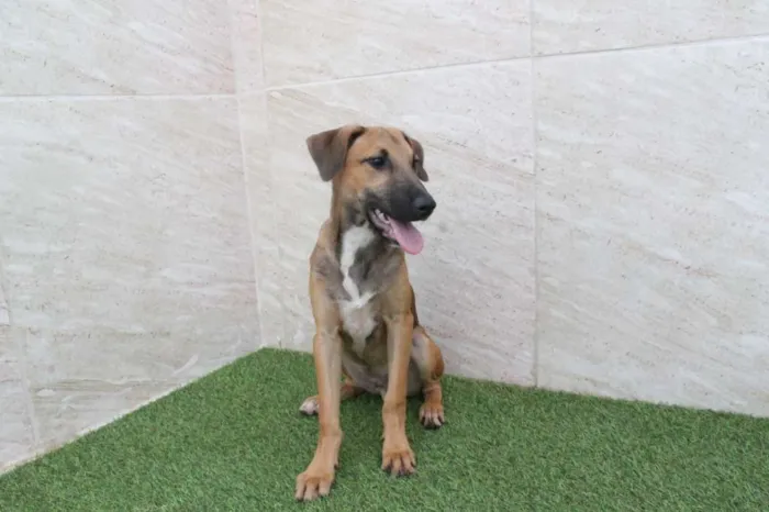 Cachorro raça SRD idade 2 a 6 meses nome Balu