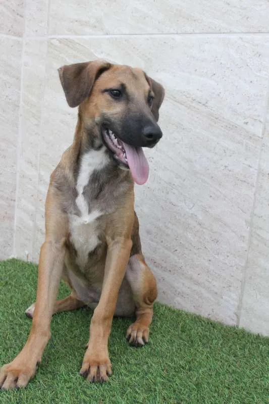 Cachorro raça SRD idade 2 a 6 meses nome Balu
