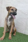 Balu