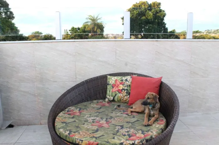 Cachorro raça SRD idade 2 a 6 meses nome Balu