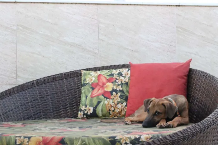 Cachorro raça SRD idade 2 a 6 meses nome Balu