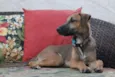 Balu