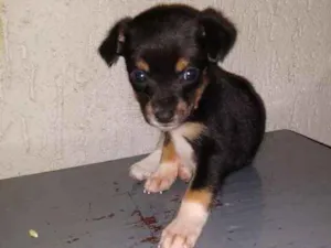 Cachorro raça Indeterminada idade Abaixo de 2 meses nome Sem nome filhotes