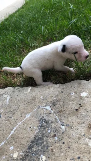 Cachorro raça Vira lata  idade Abaixo de 2 meses nome 5 filhotes 