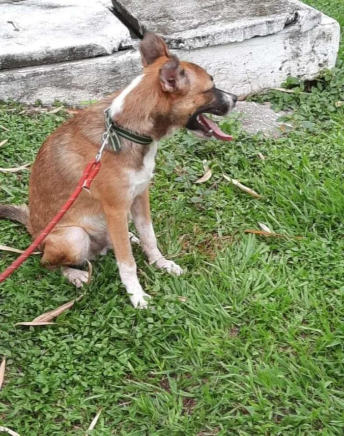 Cachorro raça Vira-latas idade 2 a 6 meses nome Thor