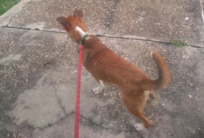 Cachorro raça Vira-latas idade 2 a 6 meses nome Thor