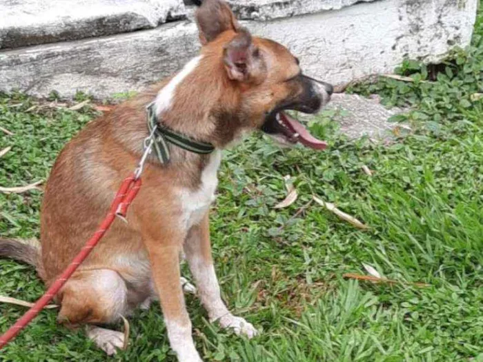 Cachorro raça Vira-latas idade 2 a 6 meses nome Thor