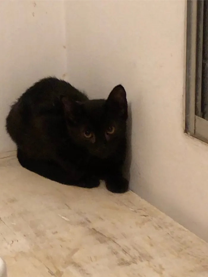 Gato ra a Srd idade 2 a 6 meses nome Pedrinho