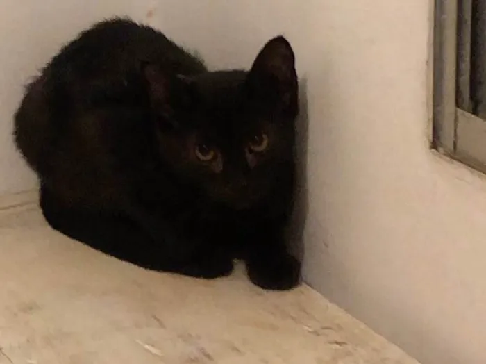 Gato ra a Srd idade 2 a 6 meses nome Pedrinho