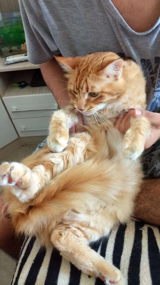 Gato ra a SRD idade 5 anos nome Trovão