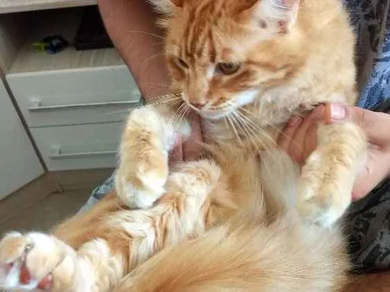 Gato ra a SRD idade 5 anos nome Trovão
