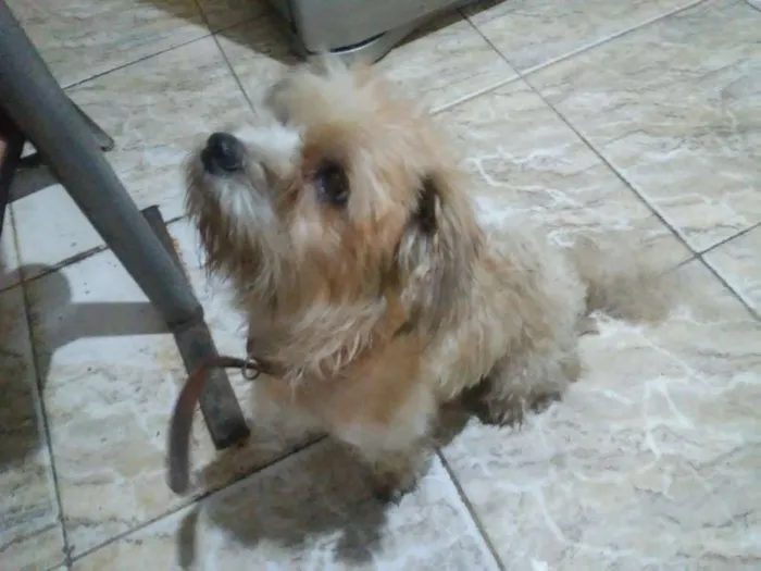 Cachorro ra a Chih-tsu com outra raça. idade 2 a 6 meses nome Marley