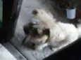 Marley