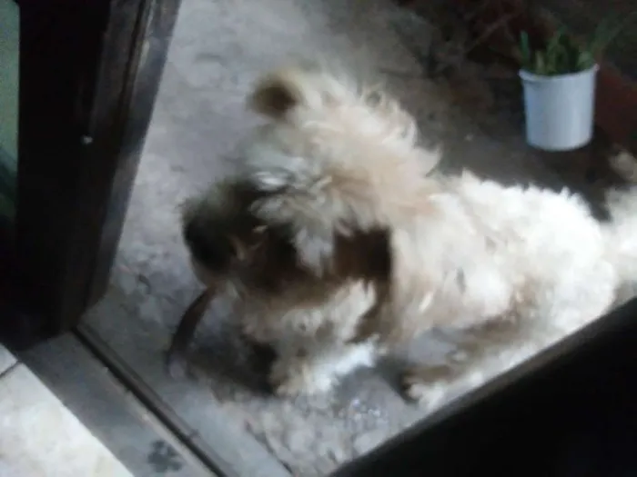 Cachorro ra a Chih-tsu com outra raça. idade 2 a 6 meses nome Marley