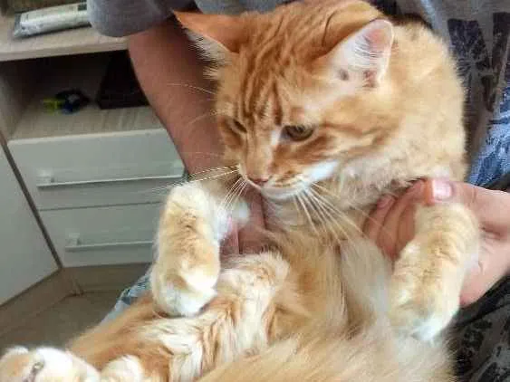 Gato ra a SRD idade 5 anos nome Trovão