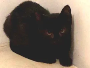 Gato raça Srd idade 2 a 6 meses nome Pedrinho