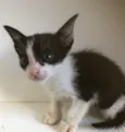 Tom