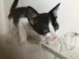 Tom