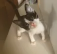 Tom