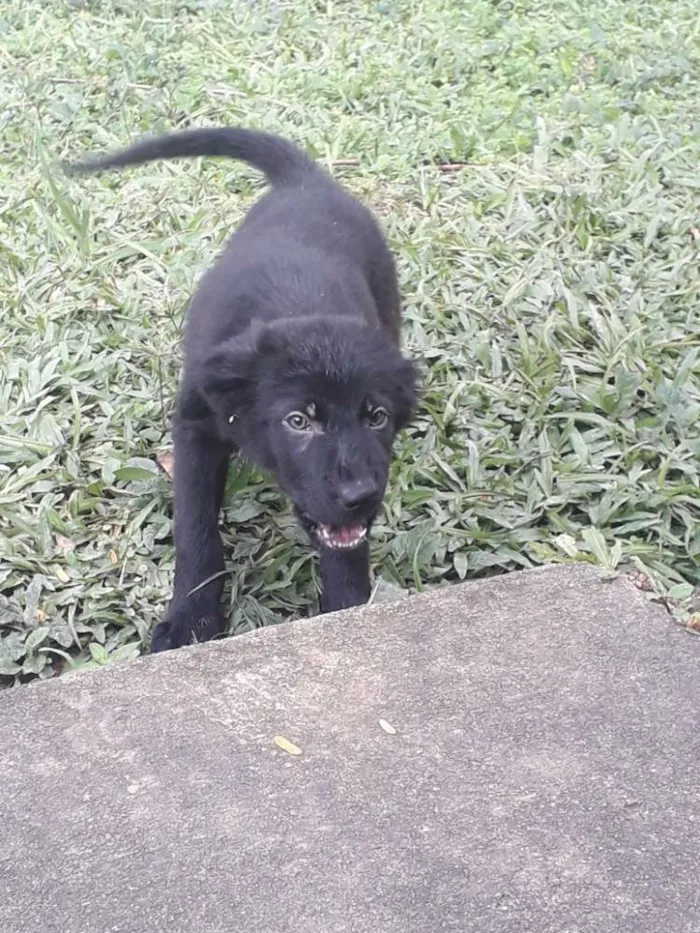 Cachorro ra a Pastor com labrador idade 2 a 6 meses nome Bento e seus irmãos 