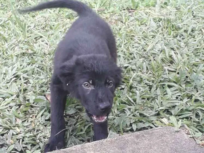 Cachorro ra a Pastor com labrador idade 2 a 6 meses nome Bento e seus irmãos 
