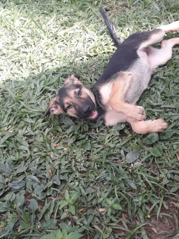 Cachorro ra a Pastor com labrador idade 2 a 6 meses nome Bento e seus irmãos 
