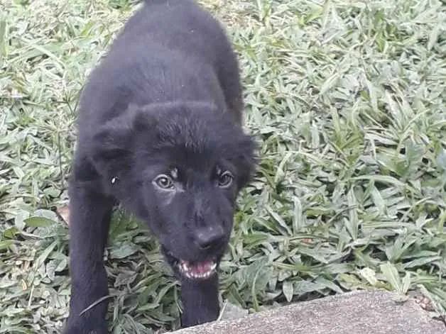 Cachorro ra a Pastor com labrador idade 2 a 6 meses nome Bento e seus irmãos 