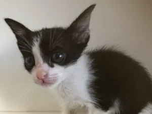 Gato raça SRD idade 7 a 11 meses nome Tom 