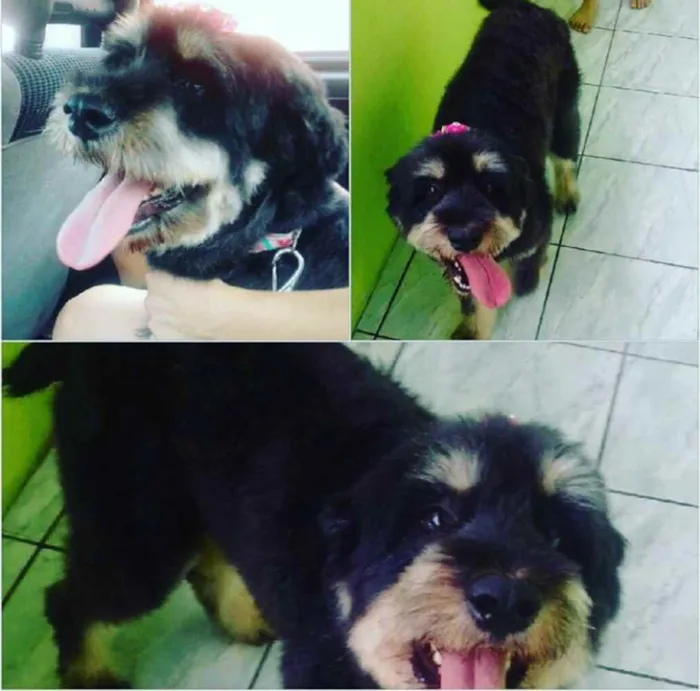 Cachorro raça sheep dog idade 6 ou mais anos nome Chanel