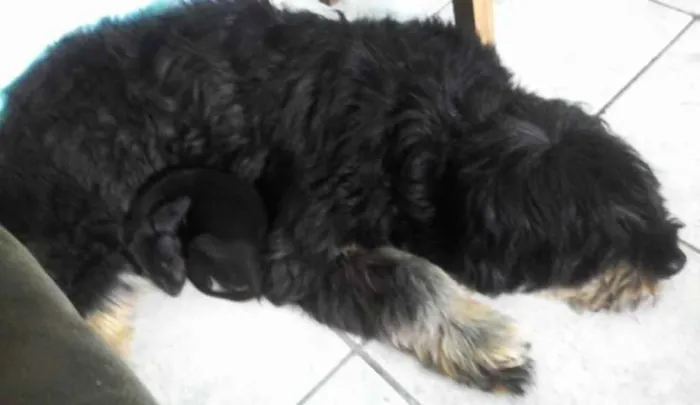 Cachorro raça sheep dog idade 6 ou mais anos nome Chanel