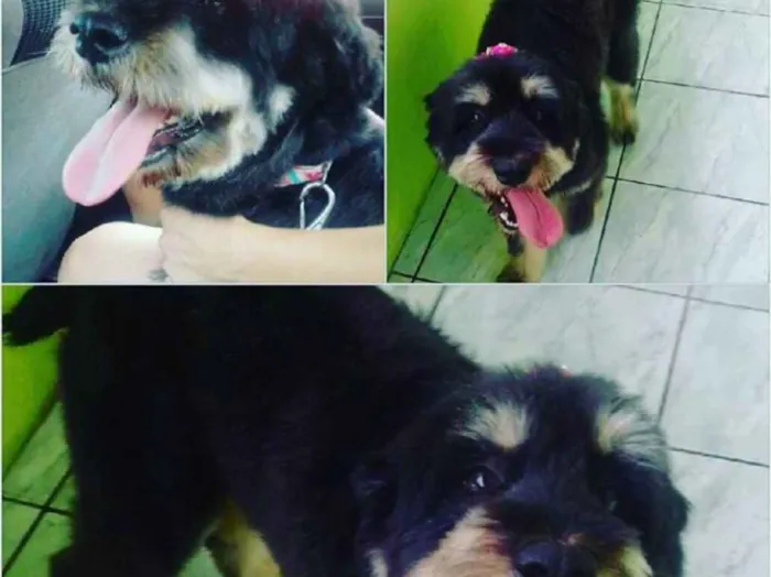 Cachorro raça sheep dog idade 6 ou mais anos nome Chanel